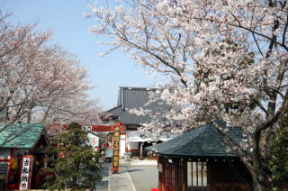 桜のお寺境内